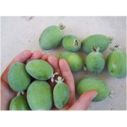 Nasiona Gujawa gruszla jadalna szt.5 Nxx396